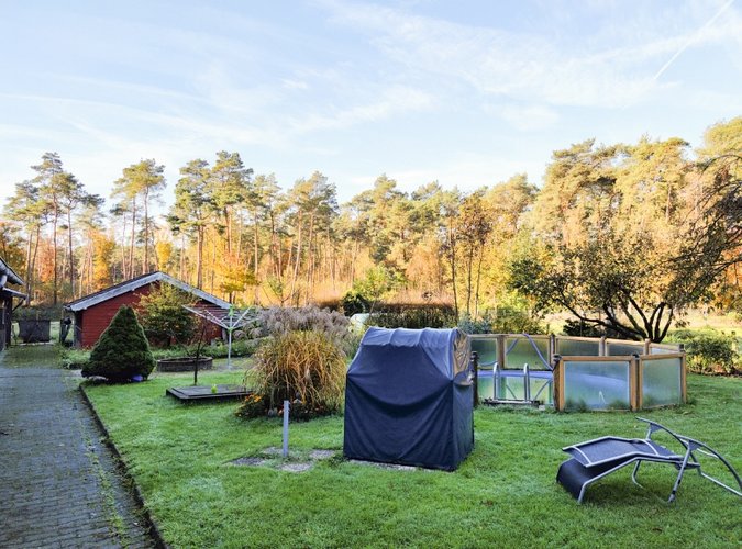Blick in den Wald